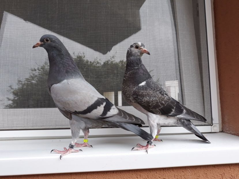 2_3 inele 29, 30 - 2017_Pui