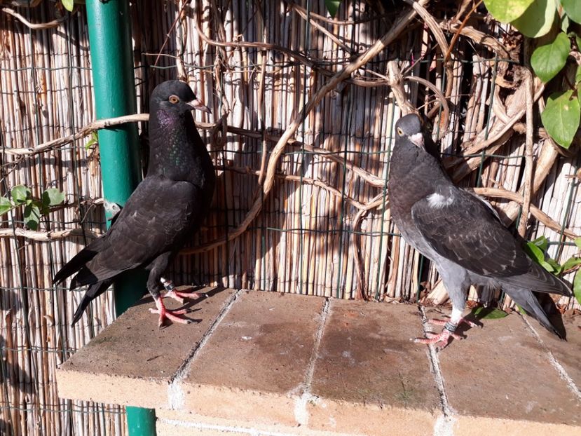 7_4 pereche - 2017_Pui