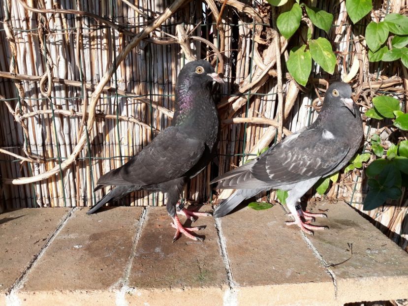 7_4 inele 27, 28 - 2017_Pui