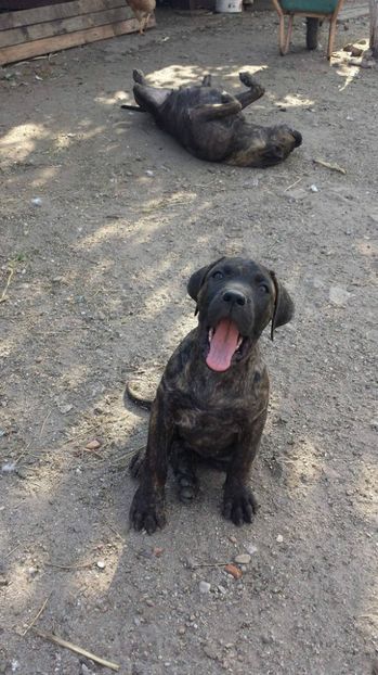  - VandutaDe vanzare Pui femela Presa Canario Dogo Canario cu pedigree