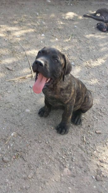  - VandutaDe vanzare Pui femela Presa Canario Dogo Canario cu pedigree