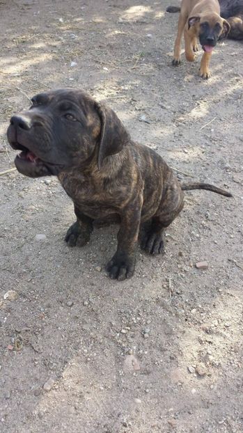  - VandutaDe vanzare Pui femela Presa Canario Dogo Canario cu pedigree