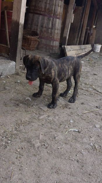  - VandutaDe vanzare Pui femela Presa Canario Dogo Canario cu pedigree