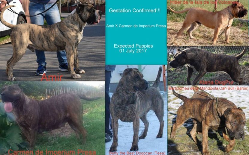  - VandutaDe vanzare Pui femela Presa Canario Dogo Canario cu pedigree