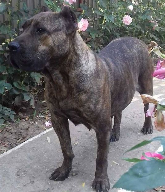  - VandutaDe vanzare Pui femela Presa Canario Dogo Canario cu pedigree
