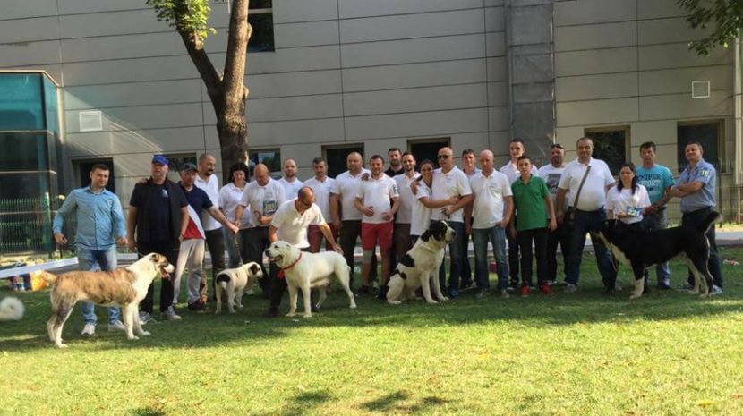  - Vand catei Asia Centrala și Rotwailer