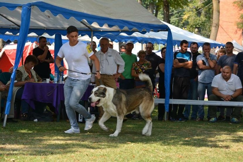  - Vand catei Asia Centrala și Rotwailer