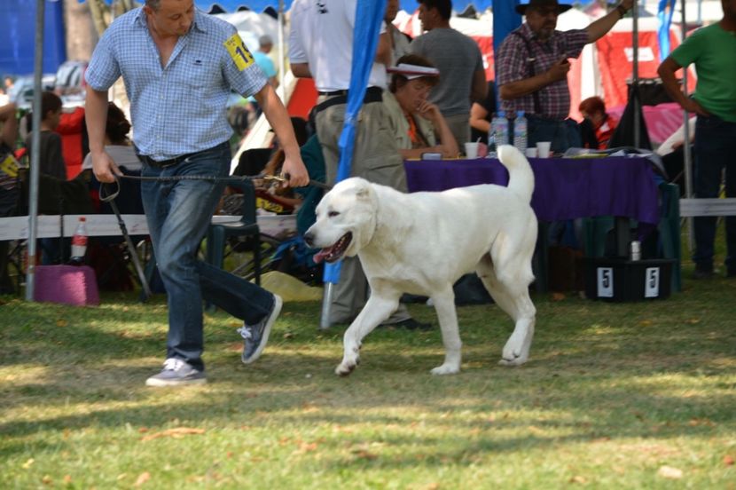  - Vand catei Asia Centrala și Rotwailer