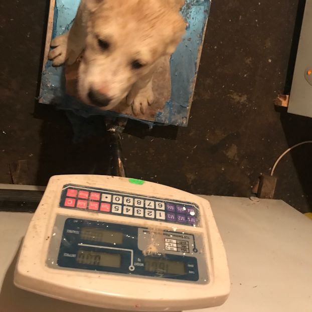  - Vand catei Asia Centrala și Rotwailer