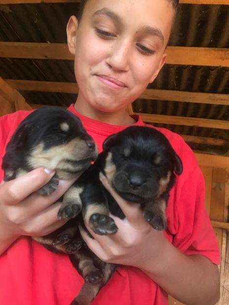  - Vand catei Asia Centrala și Rotwailer