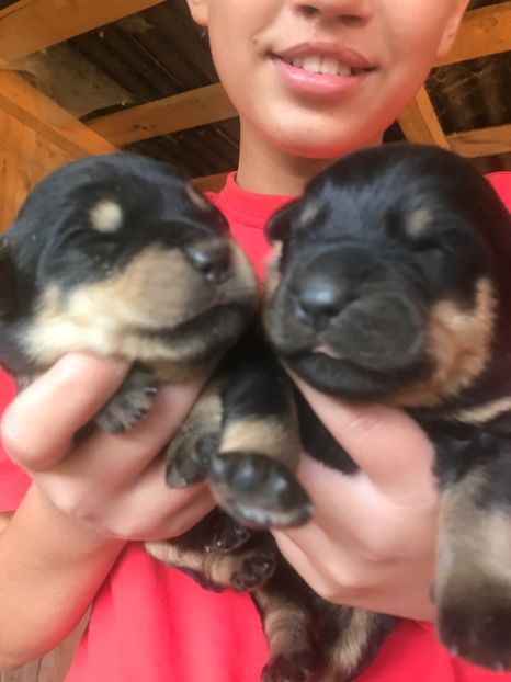  - Vand catei Asia Centrala și Rotwailer