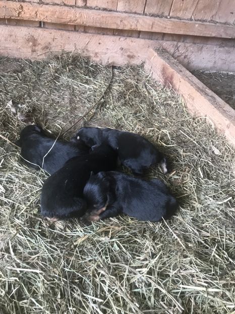  - Vand catei Asia Centrala și Rotwailer