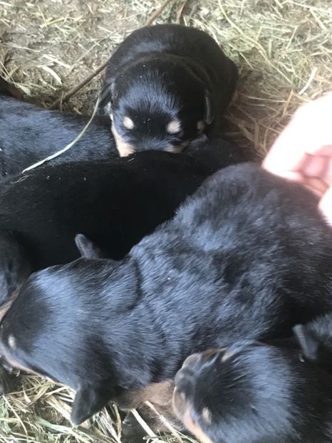  - Vand catei Asia Centrala și Rotwailer