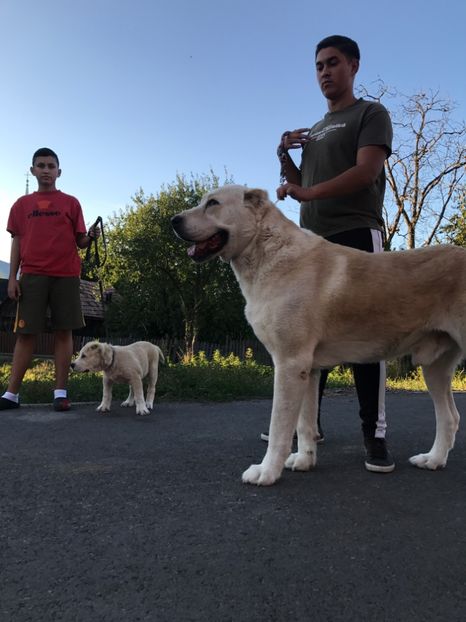  - Vand catei Asia Centrala și Rotwailer