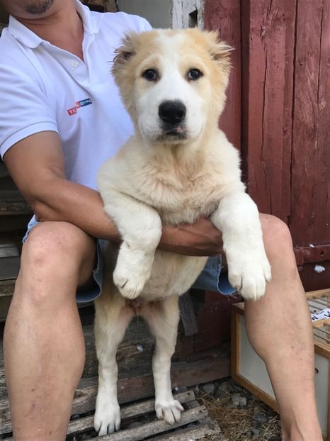  - Vand catei Asia Centrala și Rotwailer