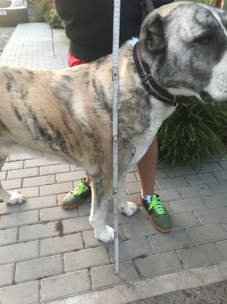  - Vand catei Asia Centrala și Rotwailer