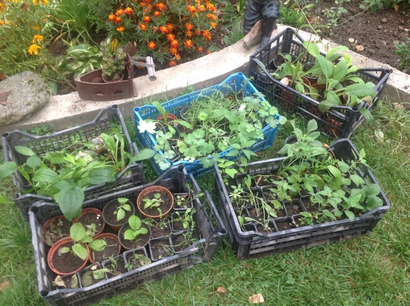  - Răsaduri de perene si bianuale