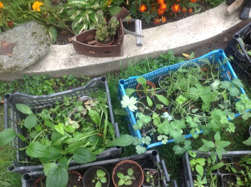  - Răsaduri de perene si bianuale