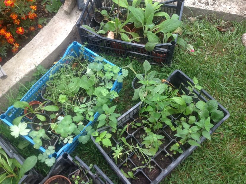  - Răsaduri de perene si bianuale