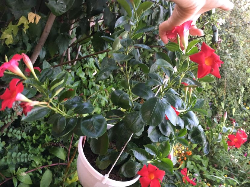  - Mandevilla 2017