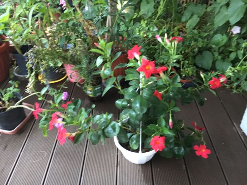  - Mandevilla 2017
