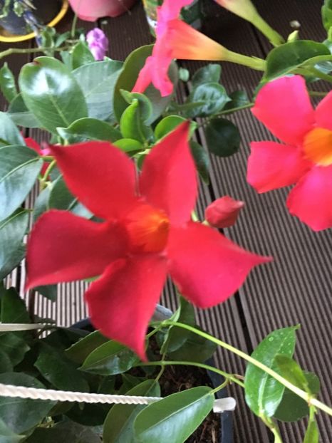  - Mandevilla 2017