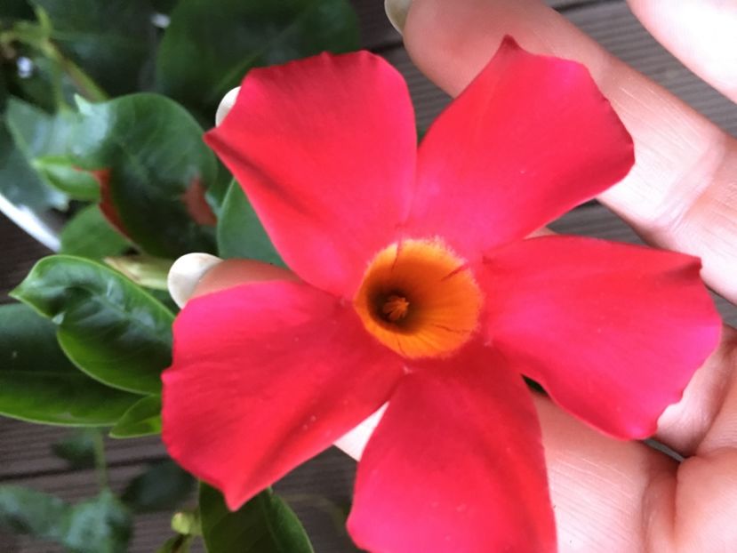  - Mandevilla 2017