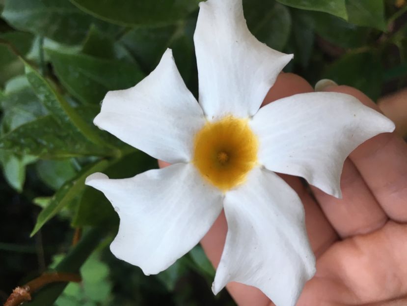  - Mandevilla 2017