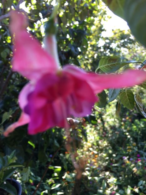 Bella rosella - Fucsii