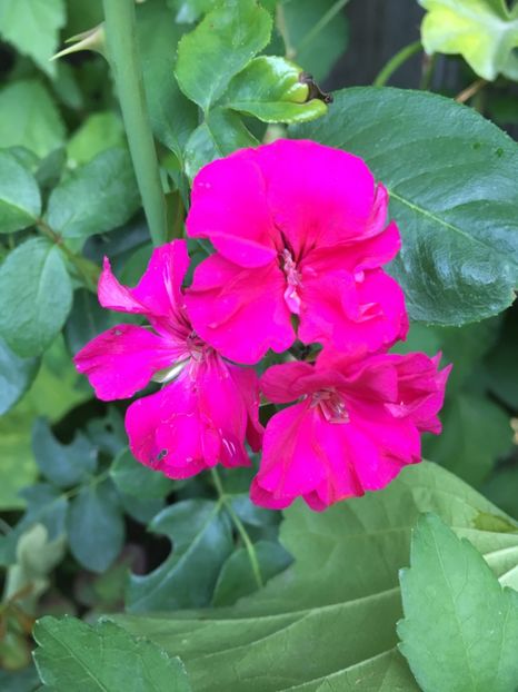  - Muscate curgatoare