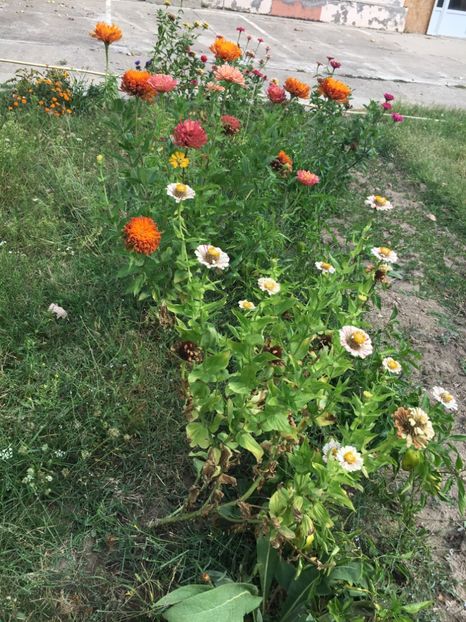  - Flori la balta 2017