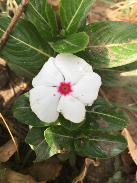 Vinca - Flori la balta 2017