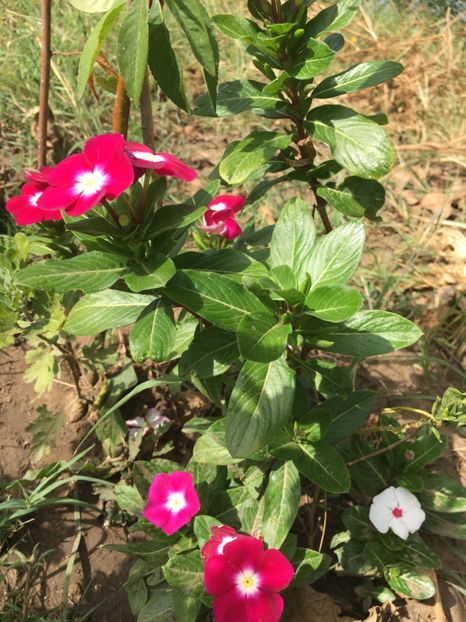 Vinca - Flori la balta 2017