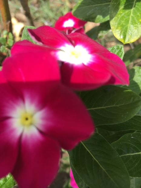 Vinca - Flori la balta 2017