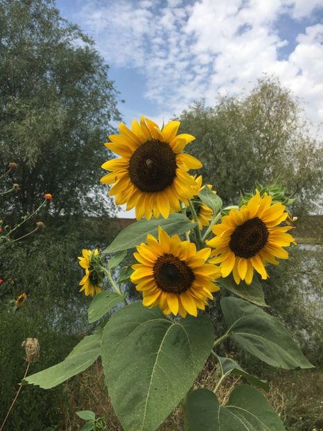  - Flori la balta 2017