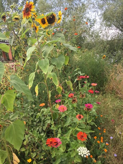  - Flori la balta 2017