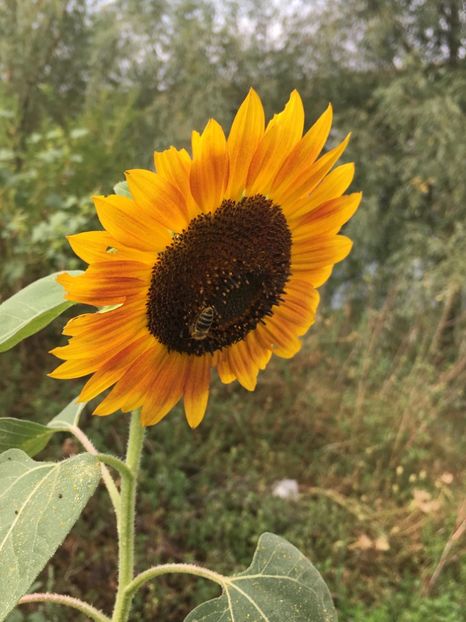  - Flori la balta 2017