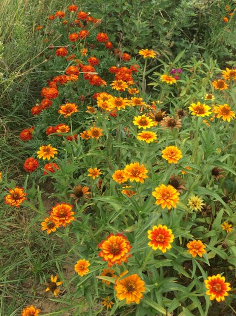  - Flori la balta 2017