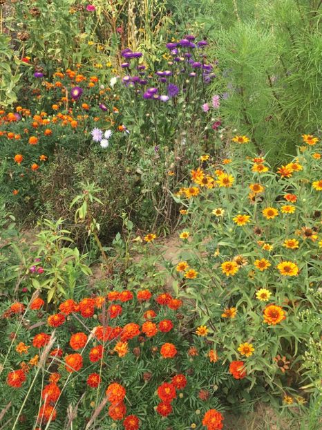  - Flori la balta 2017