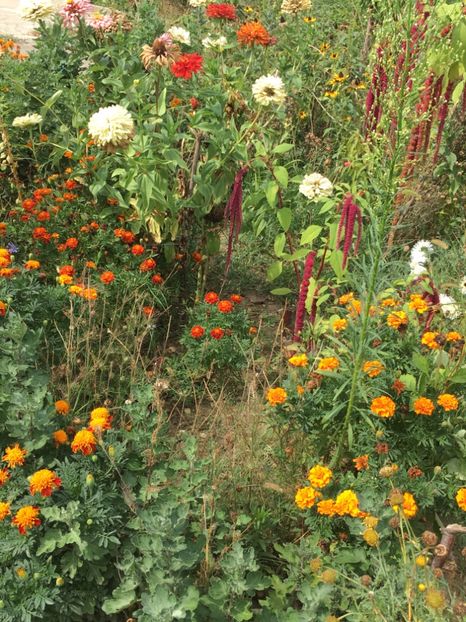  - Flori la balta 2017