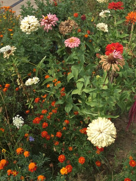  - Flori la balta 2017