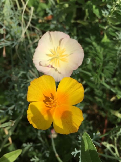 Mac californian - Flori la balta 2017