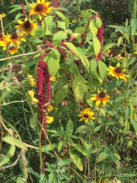  - Flori la balta 2017