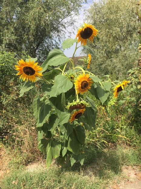  - Flori la balta 2017