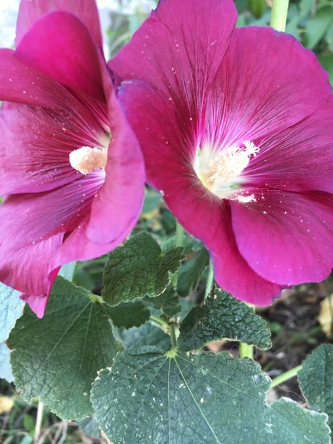  - Flori la balta 2017