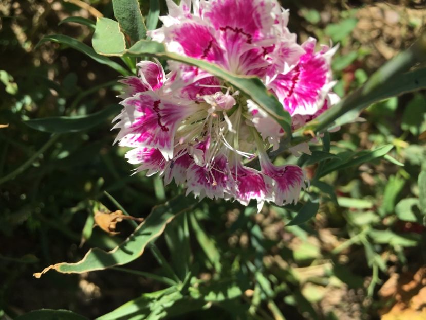 Garofite - Flori la balta 2017