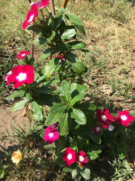  - Flori la balta 2017