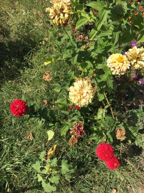  - Flori la balta 2017