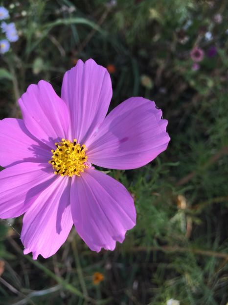 Cosmos - Flori la balta 2017