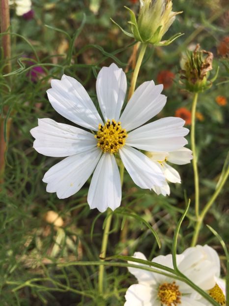 Cosmis - Flori la balta 2017